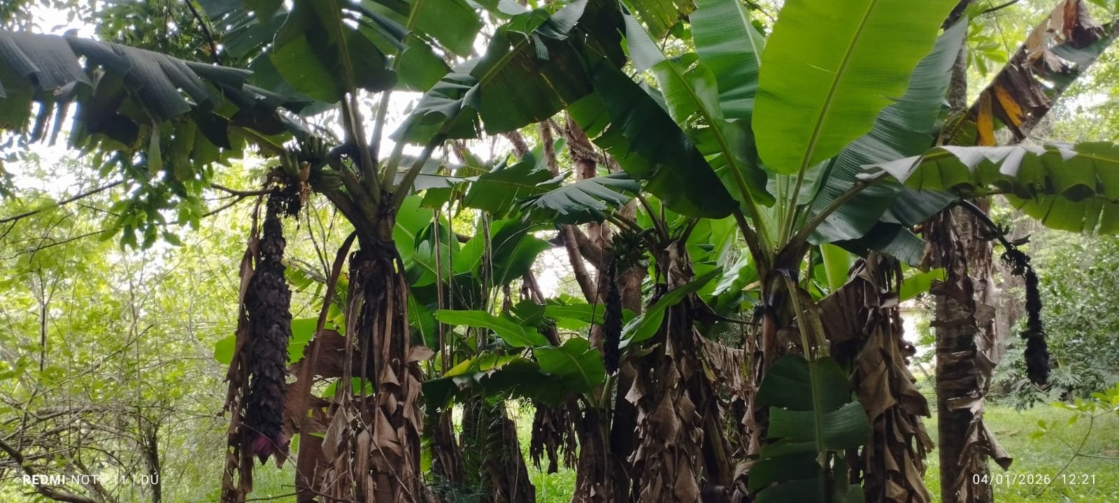 CHÁCARA À VENDA - Foto 1